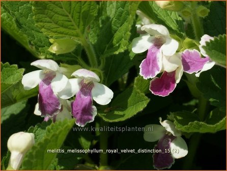 Melittis melissophyllum 'Royal Velvet Distinction' | Bastaardmelisse, Bijenblad