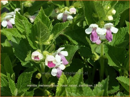 Melittis melissophyllum &#039;Royal Velvet Distinction&#039; | Bastaardmelisse, Bijenblad