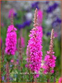 Lythrum salicaria &#039;The Beacon&#039; | Kattestaart