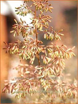 Macleaya cordata &#039;Flamingo&#039; | Pluimpapaver