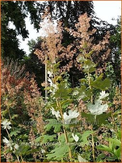 Macleaya cordata &#039;Flamingo&#039; | Pluimpapaver