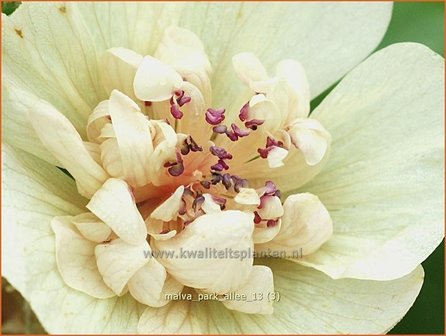 Malva &amp;#39;Park Allee&amp;#39; | Vaste stokroos, Stokroos | Ausdauernde Stockrose