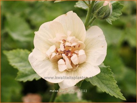 Malva &amp;#39;Park Allee&amp;#39; | Vaste stokroos, Stokroos | Ausdauernde Stockrose
