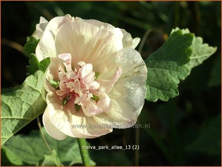 Malva &amp;#39;Park Allee&amp;#39; | Vaste stokroos, Stokroos | Ausdauernde Stockrose
