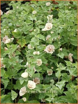 Malva &amp;#39;Park Allee&amp;#39; | Vaste stokroos, Stokroos | Ausdauernde Stockrose