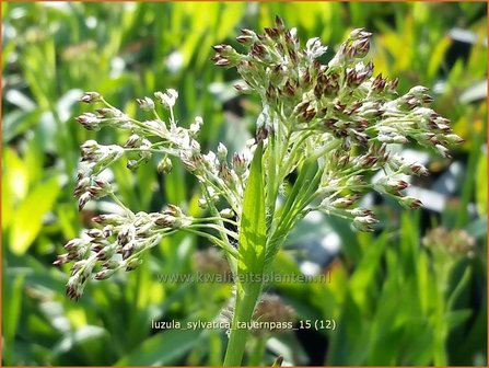 Luzula sylvatica &#039;Tauernpass&#039; | Grote veldbies, Veldbies