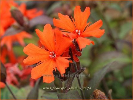 Lychnis arkwrightii &#039;Vesuvius&#039; | Koekoeksbloem