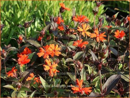 Lychnis arkwrightii &#039;Vesuvius&#039; | Koekoeksbloem