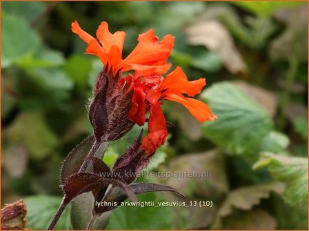 Lychnis arkwrightii &#039;Vesuvius&#039; | Koekoeksbloem