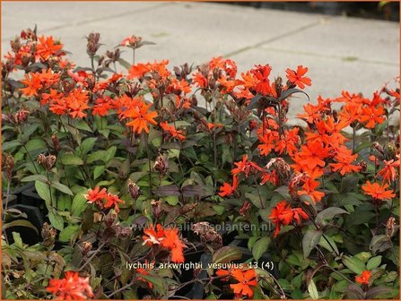 Lychnis arkwrightii &#039;Vesuvius&#039; | Koekoeksbloem