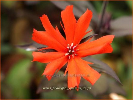 Lychnis arkwrightii &#039;Vesuvius&#039; | Koekoeksbloem