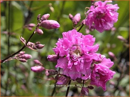 Lychnis viscaria &#039;Plena&#039; | Pekanjer, Koekoeksbloem