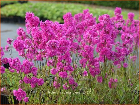 Lychnis viscaria &#039;Plena&#039; | Pekanjer, Koekoeksbloem