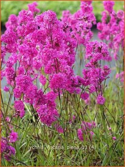 Lychnis viscaria &#039;Plena&#039; | Pekanjer, Koekoeksbloem