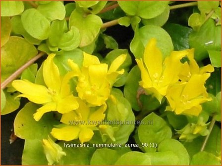 Lysimachia nummularia &#039;Aurea&#039; | Penningkruid