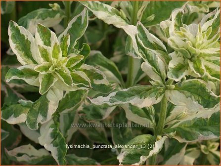 Lysimachia punctata &#039;Alexander&#039; | Puntwederik, Wederik