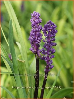 Liriope muscari &#039;Royal Purple&#039; | Leliegras