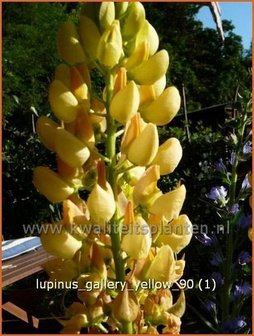 Lupinus 'Gallery Yellow' | Lupine