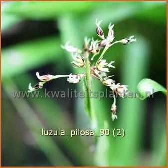 Luzula pilosa | Ruige veldbies, Veldbies | Behaarte Hainsimse