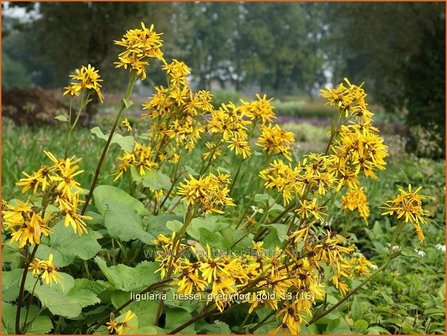 Ligularia hessei &#039;Gregynog Gold&#039; | Kruiskruid