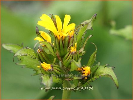 Ligularia hessei &#039;Gregynog Gold&#039; | Kruiskruid