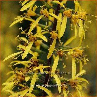 Ligularia przewalskii | Kruiskruid