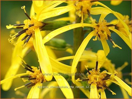 Ligularia stenocephala &#039;The Rocket&#039; | Kruiskruid | Schmaler Goldkolben