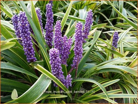 Liriope muscari 'Gold Banded' | Leliegras