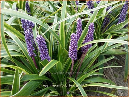 Liriope muscari &#039;Gold Banded&#039; | Leliegras