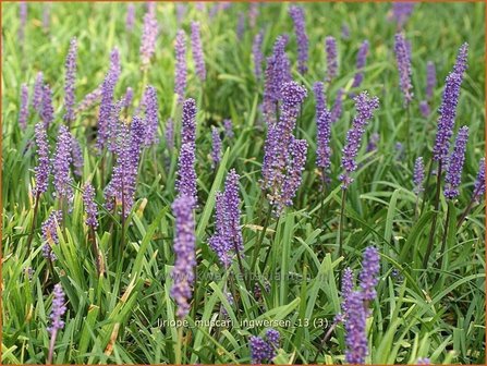 Liriope muscari &#039;Ingwersen&#039; | Leliegras