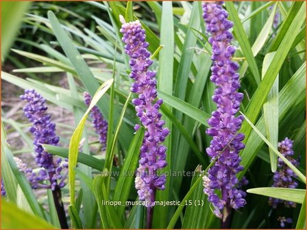 Liriope muscari &#039;Majestic&#039; | Leliegras