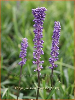 Liriope muscari &#039;Majestic&#039; | Leliegras