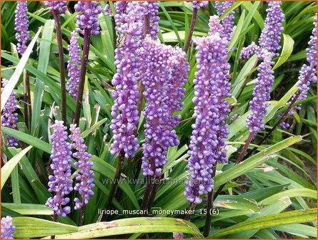 Liriope muscari &#039;Moneymaker&#039; | Leliegras | Lilientraube