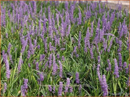 Liriope muscari &#039;Moneymaker&#039; | Leliegras | Lilientraube