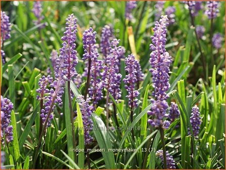 Liriope muscari &#039;Moneymaker&#039; | Leliegras | Lilientraube