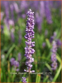 Liriope muscari &#039;Moneymaker&#039; | Leliegras | Lilientraube