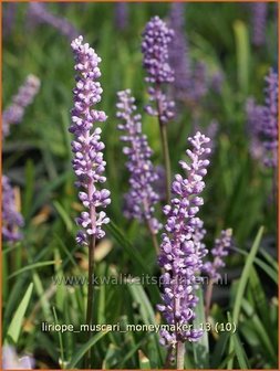 Liriope muscari &#039;Moneymaker&#039; | Leliegras | Lilientraube