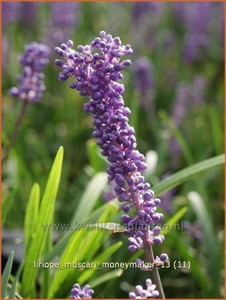 Liriope muscari &#039;Moneymaker&#039; | Leliegras | Lilientraube