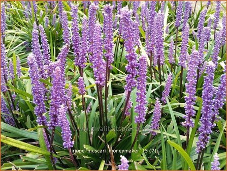 Liriope muscari &#039;Moneymaker&#039; | Leliegras | Lilientraube