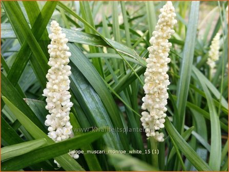 Liriope muscari &#039;Monroe White&#039; | Leliegras