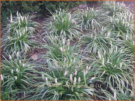 Liriope muscari &#039;Monroe White&#039; | Leliegras