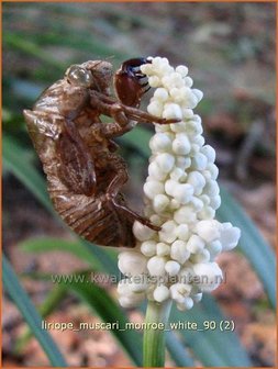 Liriope muscari &#039;Monroe White&#039; | Leliegras