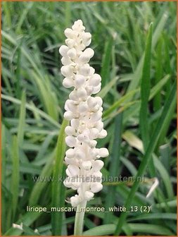 Liriope muscari &#039;Monroe White&#039; | Leliegras