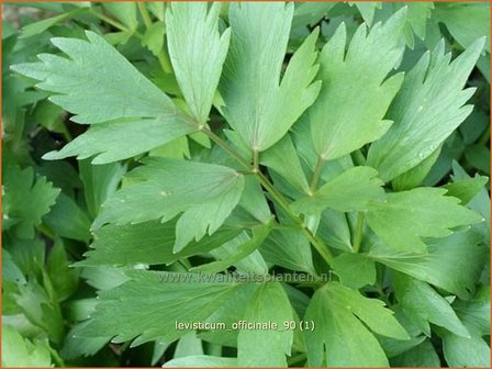 Levisticum officinale | Lavas, Maggiplant