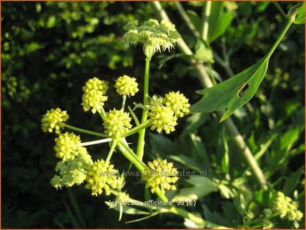 Levisticum officinale | Lavas, Maggiplant