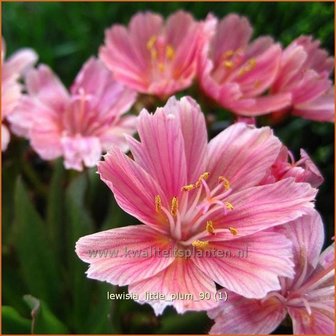 Lewisia &#039;Little Plum&#039; | Bitterkruid