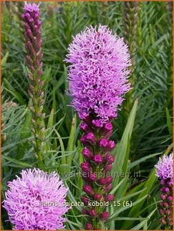 Liatris spicata &#039;Kobold&#039; | Prachtschaarde, Knopige slangenwortel