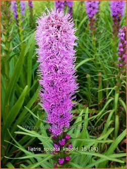 Liatris spicata &#039;Kobold&#039; | Prachtschaarde, Knopige slangenwortel