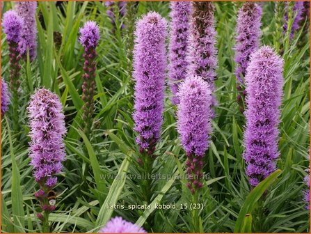 Liatris spicata &#039;Kobold&#039; | Prachtschaarde, Knopige slangenwortel