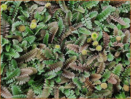 Leptinella potentillina | Koperknoopje